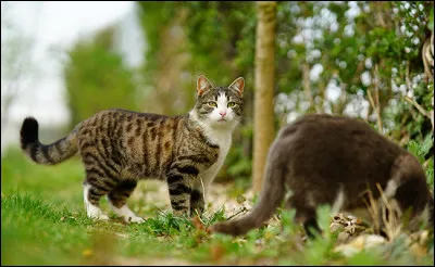 Ta sur, Mirabelle, et toi, vous êtes autorisés à quitter le nid. Quelle est la première chose que tu fais ?