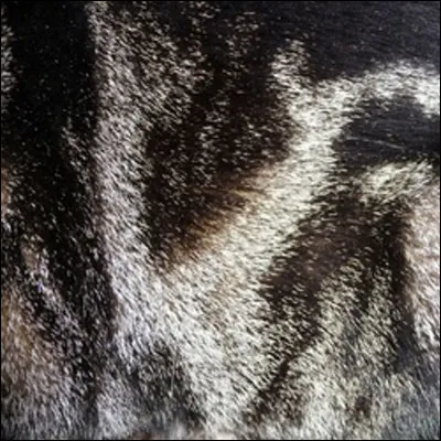 Même question que la précédente : quelle couleur de pelage préfères-tu entre celles-ci ? (2)