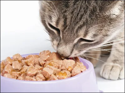 Si tu étais un chat quelle serait ta nourriture préférée ?