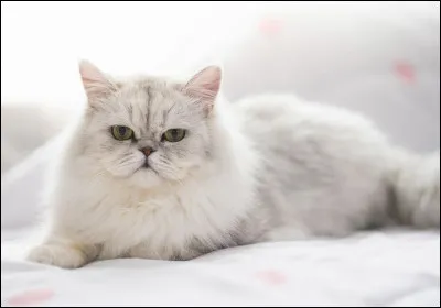 Comment aimerais-tu que ton pelage soit ?