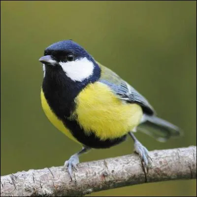 Quel os du squelette humain est assorti dun bréchet chez les oiseaux ?