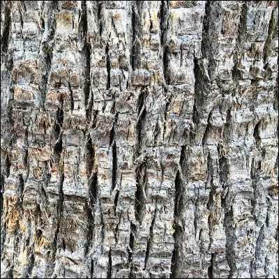 Quel insecte de la classe des néoptères est célèbre pour sa capacité de mimétisme lui permettant, selon les espèces, de passer pour une branche, une feuille ou une écorce ?