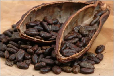 Le criollo, Le forastero et le trinitario sont des variétés de...