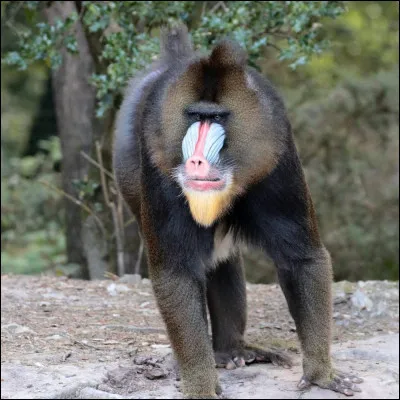 Quel est le nom de ce primate ?
