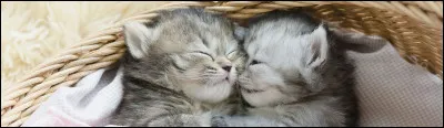 Aimes-tu ces chatons ?