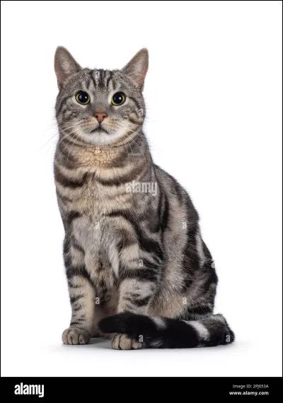 Cochez ce qui est vrai :