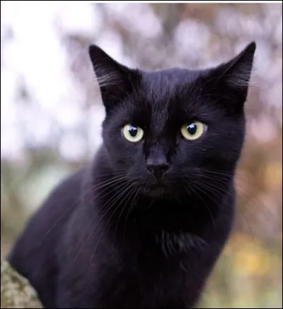 Cochez ce qui est vrai :