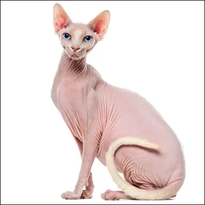 Cochez ce qui est vrai :