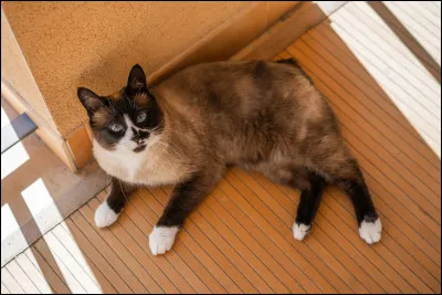 Cochez ce qui est vrai :