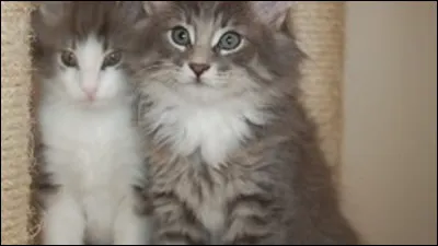 Cochez ce qui est vrai :