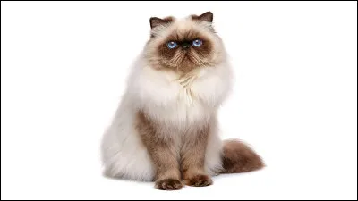 Cochez ce qui est vrai :