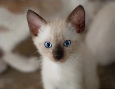 Cochez ce qui est vrai :