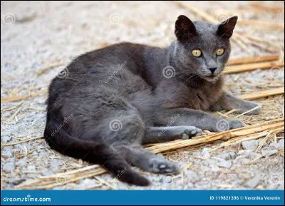 Tu t'aper&ccedil;ois qu'une guerri&egrave;re de ton clan, Patte de Cendre, ne te laisse pas indiff&eacute;rent... (Dans ce test, tu es un m&acirc;le. Peu importe si tu es une femelle dans la vraie vie !) Comment lui fais-tu ta d&eacute;claration ?