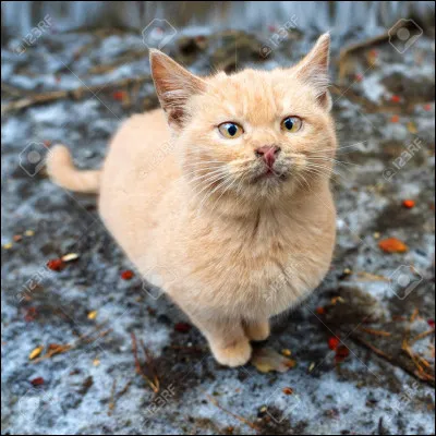 Ton mentor, Griffe de Pluie, meurt brutalement &eacute;cras&eacute; par un monstre sur le chemin du Tonnerre. Tu es donc le gu&eacute;risseur ! &Eacute;toile du Lion te nomme Poil d'Ortie. Tout le clan scande ton nom !