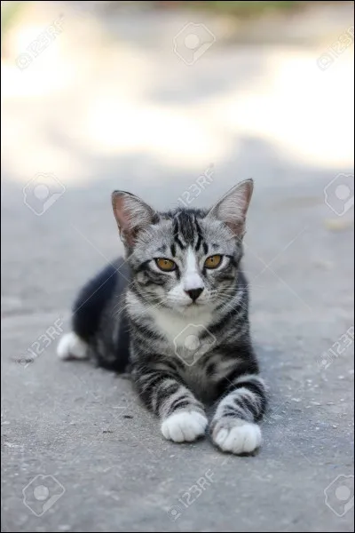 Un jour, alors que tu te prom&egrave;nes pr&egrave;s de la fronti&egrave;re avec le clan de la Rivi&egrave;re pour cueillir des herbes, tu entends &Eacute;toile de Sang discuter avec son lieutenant. Tu per&ccedil;ois quelques bribes de conversation : dominer... for&ecirc;t... guerre... hahaha !