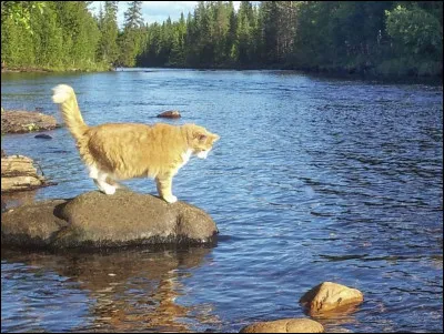 &Eacute;toile de Sang a attaqu&eacute; tous les clans ! Beaucoup de chats ont perdu la vie. Tu comprends alors le sens de la proph&eacute;tie ! Le sang et le sang domineront la for&ecirc;t, qui sera devenue un immense cimeti&egrave;re. Malgr&eacute; tous tes efforts, Fleur de Lilas, le lieutenant, succombe &agrave; ses blessures, et &Eacute;toile de Lion perd sa derni&egrave;re vie, pouss&eacute; dans la rivi&egrave;re par &Eacute;toile de Sang...