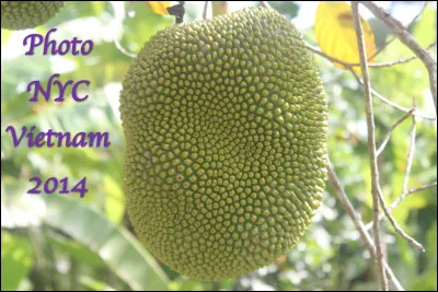 Quel est ce fruit comestible en J, le plus gros produit par un arbre avec une peau écailleuse et une chair riche en nutriments ?