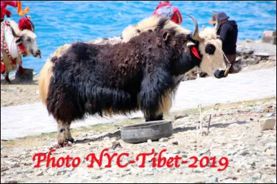 Quel est cet animal en Y, un ruminant domestique à longue toison vivant autour de la chaîne de l'Himalaya ?