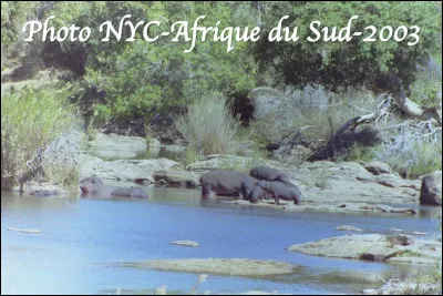 Quel est cet animal en H, un mammifère semi-aquatique au corps en forme de tonneau et des pattes en forme de piliers ?