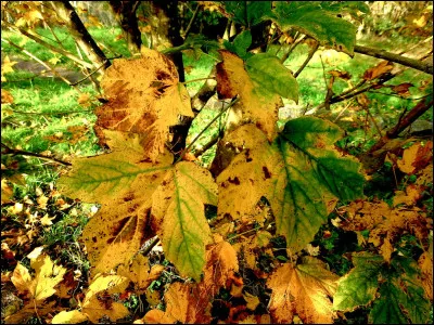 Comment dit-on ''automne'' en japonais ?