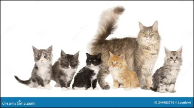 Tu vas avoir des chatons avec ton compagnon ou ta compagne, tu voudrais :