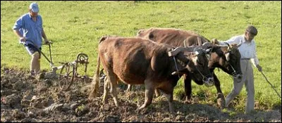 En ce lundi soir, apr&egrave;s toutes ces visites, un peu de repos autour d'une table bien garnie d'une sp&eacute;cialit&eacute; locale, un plat typique des p&ecirc;cheurs de Gruissan. Au pays des &eacute;tangs, c'est un plat cuisin&eacute; avec un talon de jambon, des pommes de terre, le tout rehauss&eacute; d'une persillade &agrave; l'huile d'olive. Bon app&eacute;tit, qu'allez-vous d&eacute;gust&eacute; ?