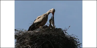 Un petit tour sur le march&eacute; o&ugrave; vous trouverez fruits et l&eacute;gumes frais, fromages r&eacute;gionaux, p&acirc;tisseries artisanales, produits de la mer, etc. Enfin, tout comme dans la chanson : "Les march&eacute;s de Provence". Qui la chantait ?.