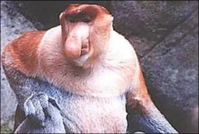 Souvent appel nazique, son nom officiel est ...