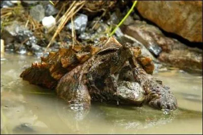 Comment se nomme-t-il ?