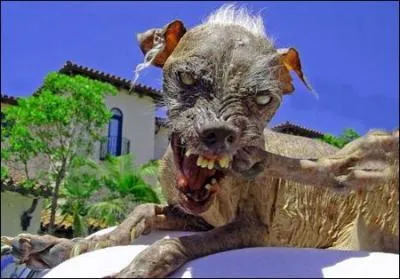 Elu trois fois chien le plus moche du monde, il se nomme