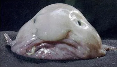 Et ce visage rjoui, qui en est l'heureux propritaire ?