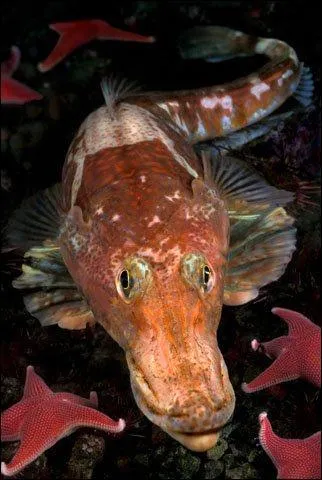 Quel est cet animal ?