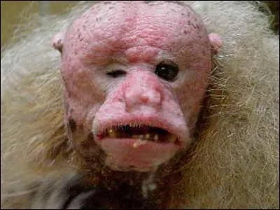 La nature ne l'a pas gt ! c'est ...