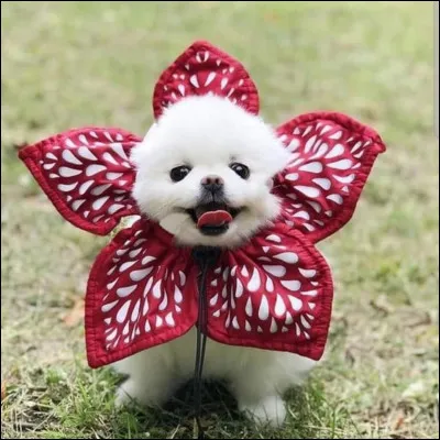 Comment Dustin nomme-t-il son Demodog ?