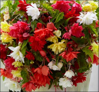 Que collectionne un schoïnopentaxophile ?