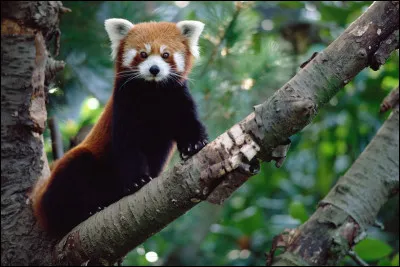 Quel est votre animal préféré ?