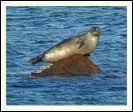 Le phoque est un animal vivipare appartenant  la classe des mammifres et  l'ordre des carnivores