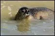 Le phoque peut rester immerg sous l'eau