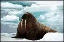 Cet animal est un morse, et il est beaucoup plus lourd que le phoque