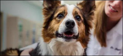 Quel chien aimerais-tu avoir avec ton mec ?