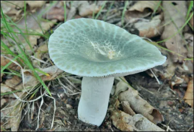 Est-ce que ça se mange ?