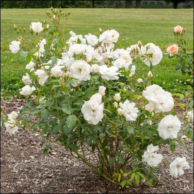 Qui chantait "L'important c'est la rose" ?