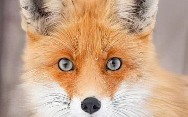 Quiz Renards