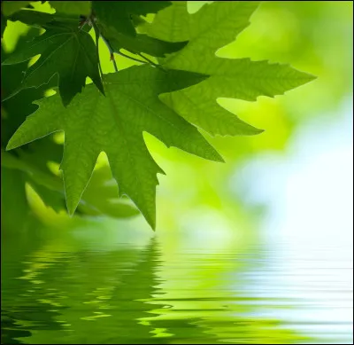 Au pays du ".............." vert, Le jour du "............"