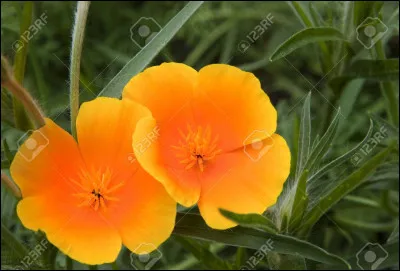 '"..........." Jack, Fleur de "............."