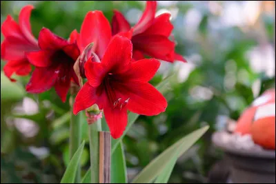 Quel est le surnom de l'amaryllis ?