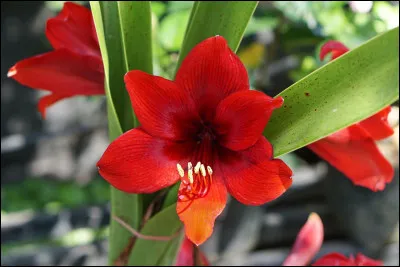 D'où vient cette plante à fleurs ?