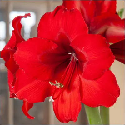 L'amaryllis est une fleur...