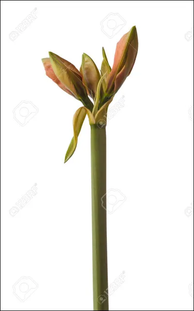 L'amaryllis est vendue principalement sous forme de bulbe.