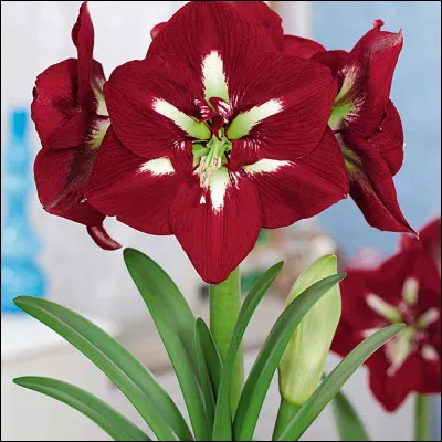 Les feuilles de l'amaryllis apparaissent quand la fleur fane.